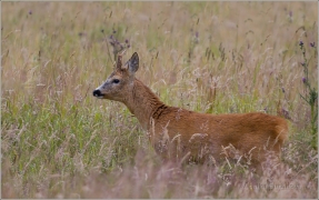 <p>SRNEC OBECNÝ (Capreolus capreolus) Šluknovsko - okolí Rumburku /European roe deer - Reh/</p>